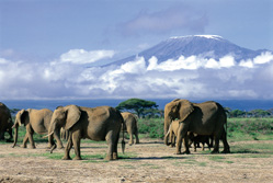 Ostafrika, Kenia: Safari-Höhepunkte und Indischer Ozean - Elefanten vor dem Kili