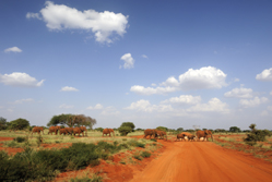 Ostafrika, Kenia: Safari-Höhepunkte und Indischer Ozean - Elefantenherde vor dem Kili