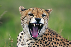 Ostafrika, Kenia: Safari-Höhepunkte und Indischer Ozean - gefletschte Zähne